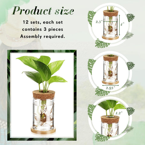 Baderke transparent vase body lets you watch roots grow.