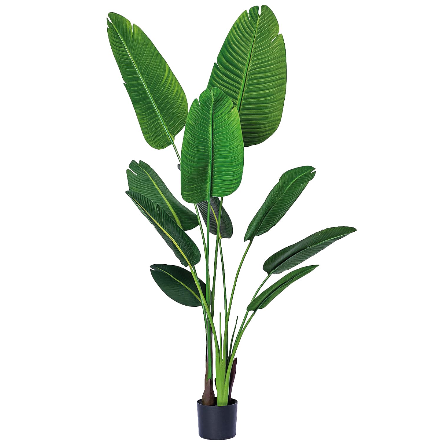 Bagari 5ft Bird of Paradise palm tree in a pot adds elegant height.