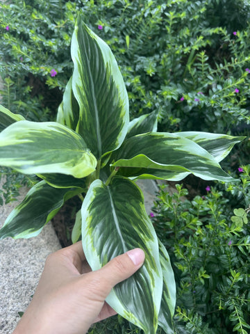 Bakoukiter Artificial hosta bushes fill corners with greenery and ease.
