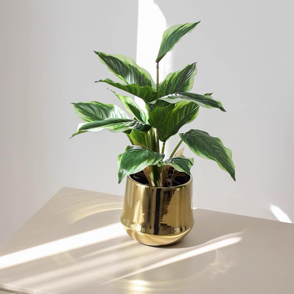 Bakoukiter Hosta bushes pair with shrubs for lush garden borders.