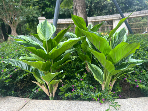 Bakoukiter Variegated leaves add contrast on front yard planters.