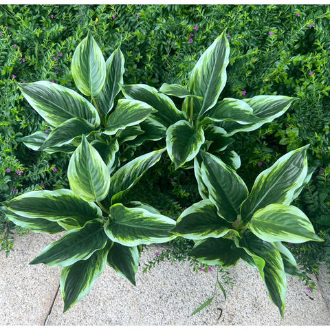Bakoukiter Hosta artificial bush with variegated leaves for outdoor decor.