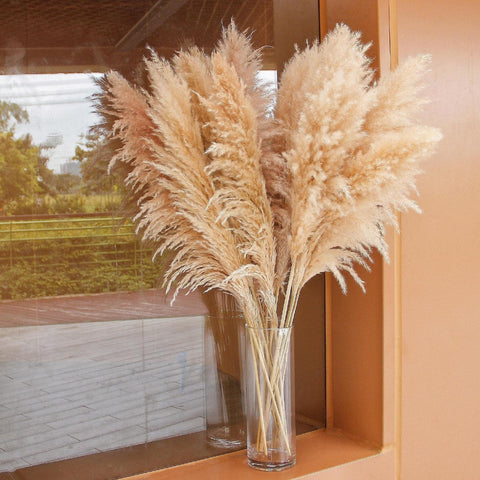 Bannifll packaging and care card for pampas grass shipment