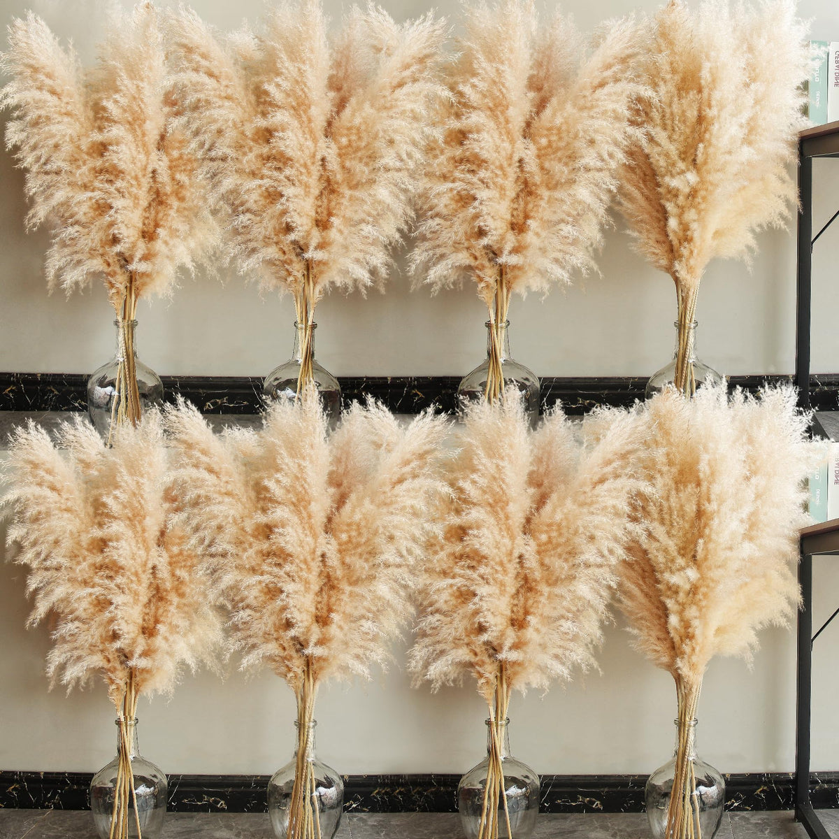 Bannifll pampas grass tall 40-inch stems creating a striking floor display