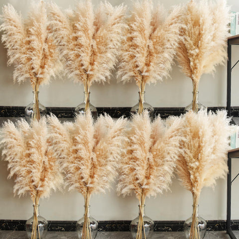 Bannifll pampas grass tall 40-inch stems creating a striking floor display