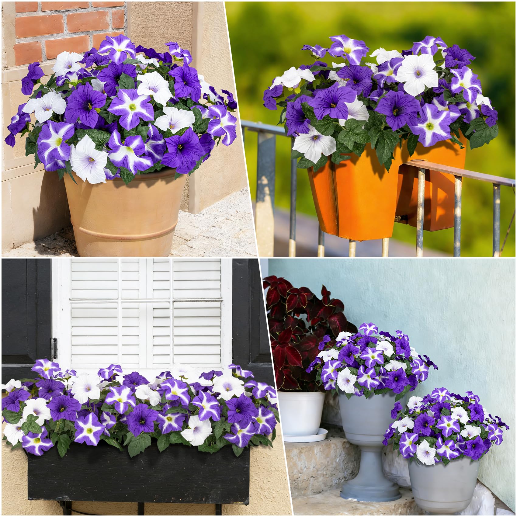 Bassion outdoor planters and window boxes filled with maintenance-free blooms.