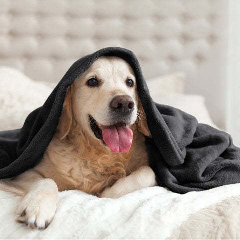 Camping nights feel warmer with BEDELITE fleece blanket.