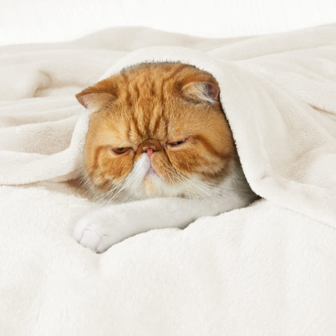 Bedsure fleece blanket king cream on bed inviting snuggle and warmth