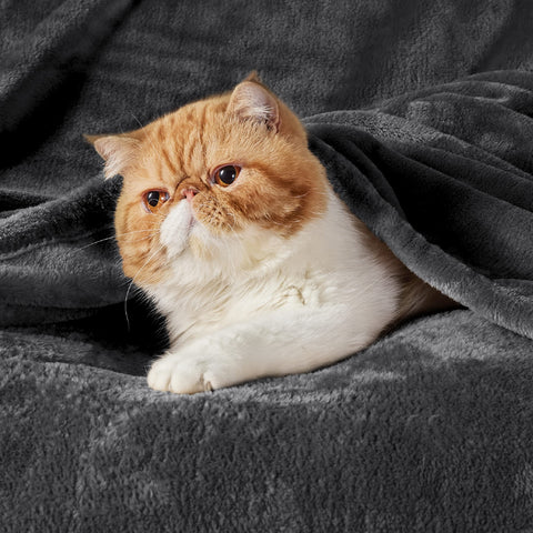 Bedsure GentleSoft blanket on sofa highlights plush texture and cozy feel for lounging.