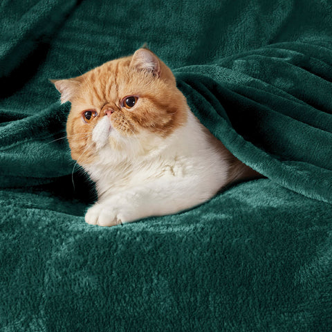 Bedsure GentleSoft emerald blanket folded on bed for cozy resting moment
