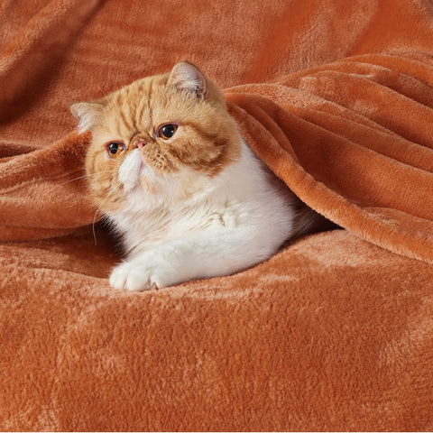 Closeup of Bedsure GentleSoft fleece texture highlighting enhanced softness