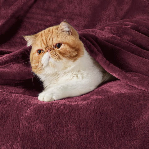 Bedsure GentleSoft blanket folded in burgundy, ideal for gifting.