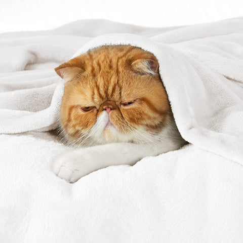 Bedsure GentleSoft fleece blanket texture closeup showing plush softness