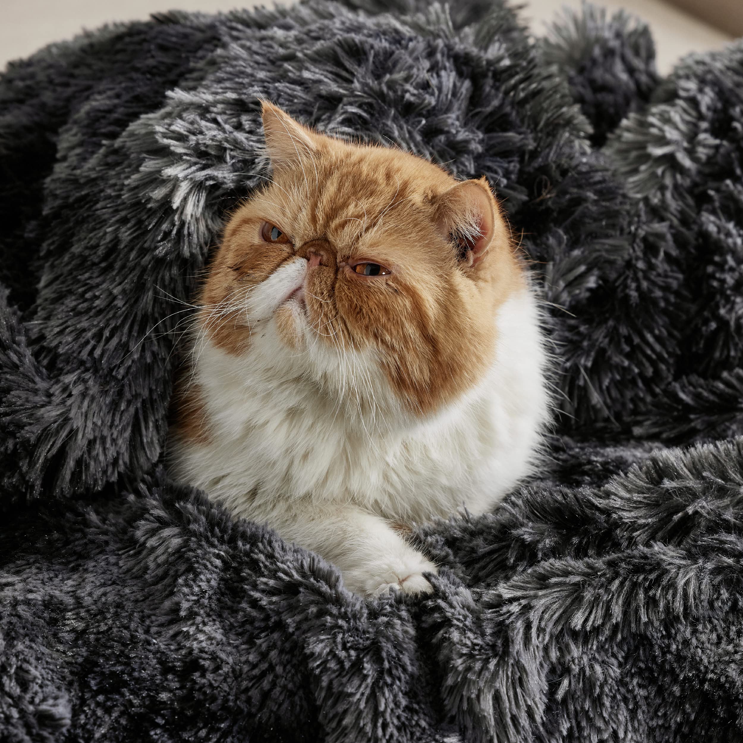 Bedsure GentleSoft blanket with a pet on the couch for cozy bonding