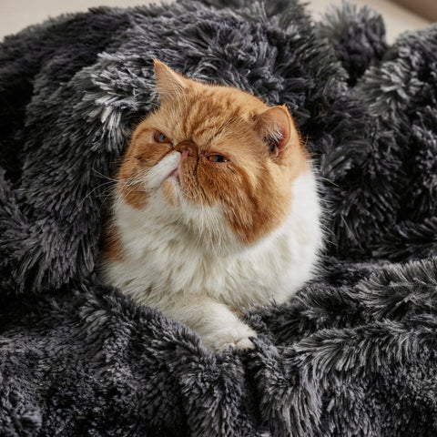 Bedsure GentleSoft blanket with a pet on the couch for cozy bonding