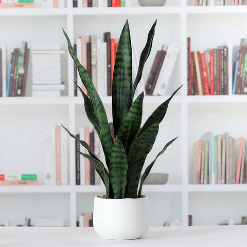 Beebel artificial snake plant requires no watering or trimming for evergreen display