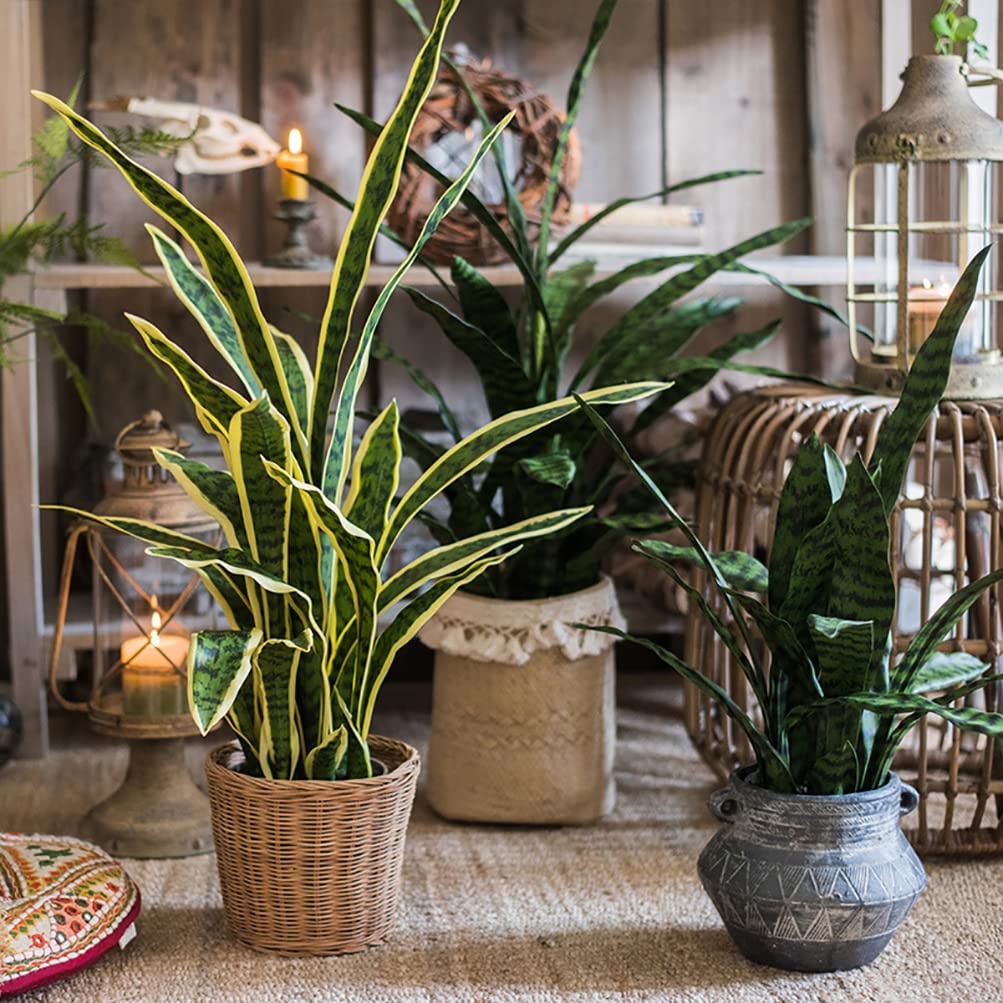 Beebel plant leaves can be bent to shape for a custom display