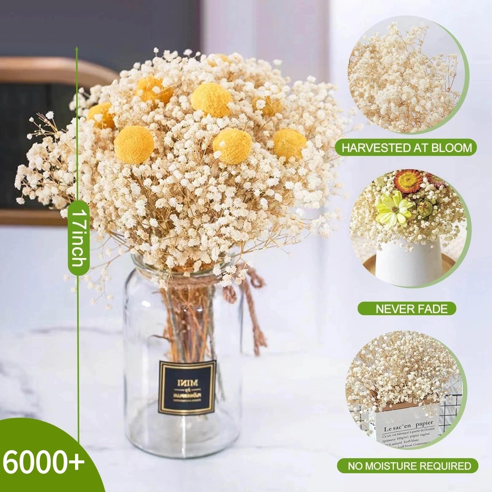 Beerfingo Baby's Breath bouquet, 6000+ heads, great for dramatic vase displays.