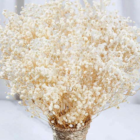 Beerfingo dried baby's breath flowers bulk ivory, 17-inch, ideal for romantic centerpieces.