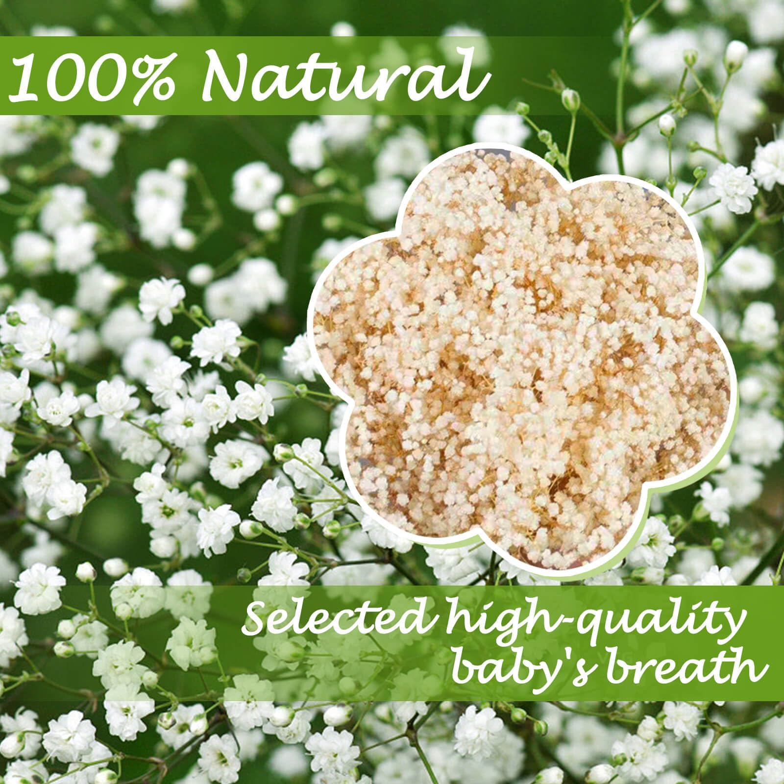 Beerfingo Gypsophila branches ivory, perfect for wedding decor and vase filler.