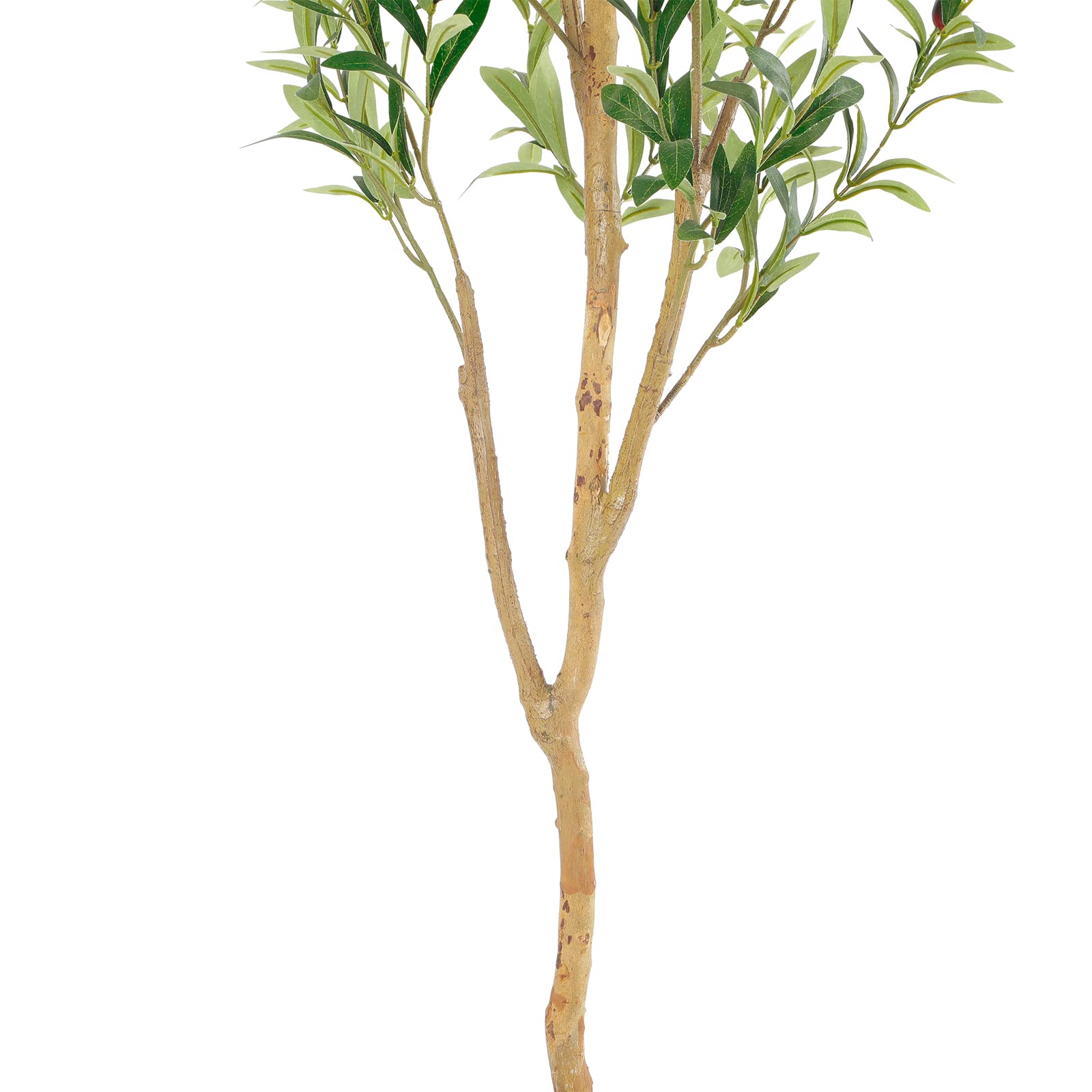 Bellacat olive tree assembled in a decorative pot for stylish indoor display
