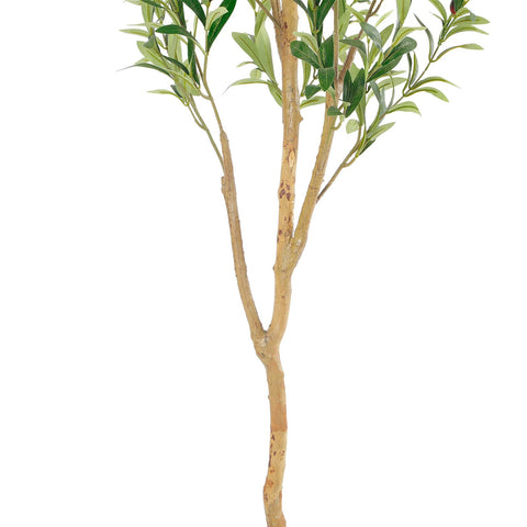 Bellacat olive tree assembled in a decorative pot for stylish indoor display