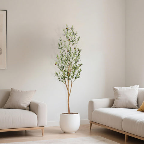 Bellacat olive tree illustrating dust-free maintenance and easy upkeep