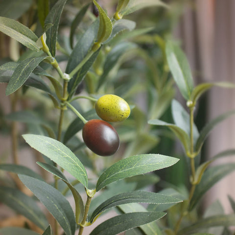 Bellacat olive tree with multicolor fruits adds natural color to living spaces.