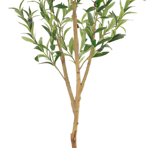 Bellacat olive tree fruit variety displays three colors for natural charm.