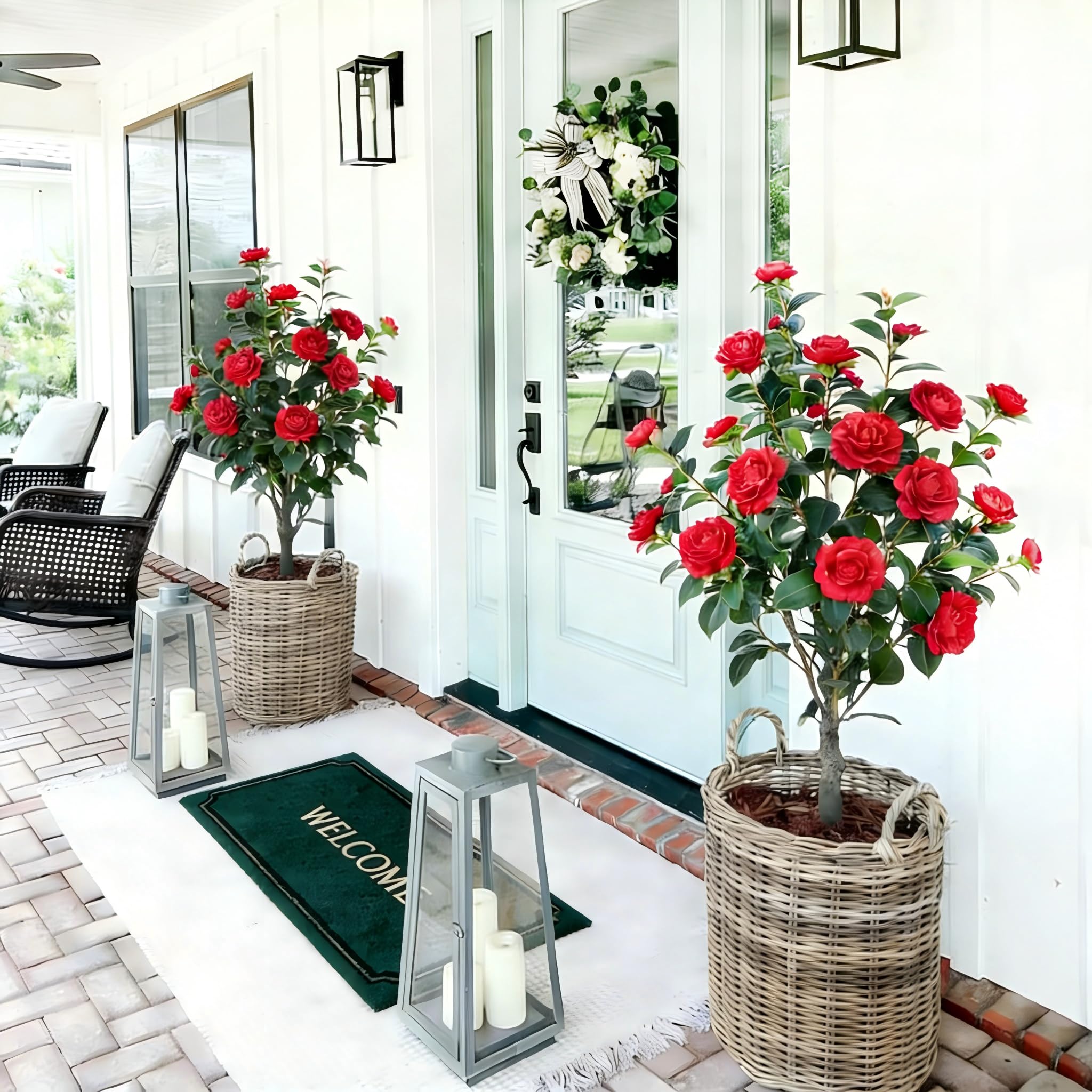 Berdkaba quiet-elegance camellia tree for a refined home ambiance.