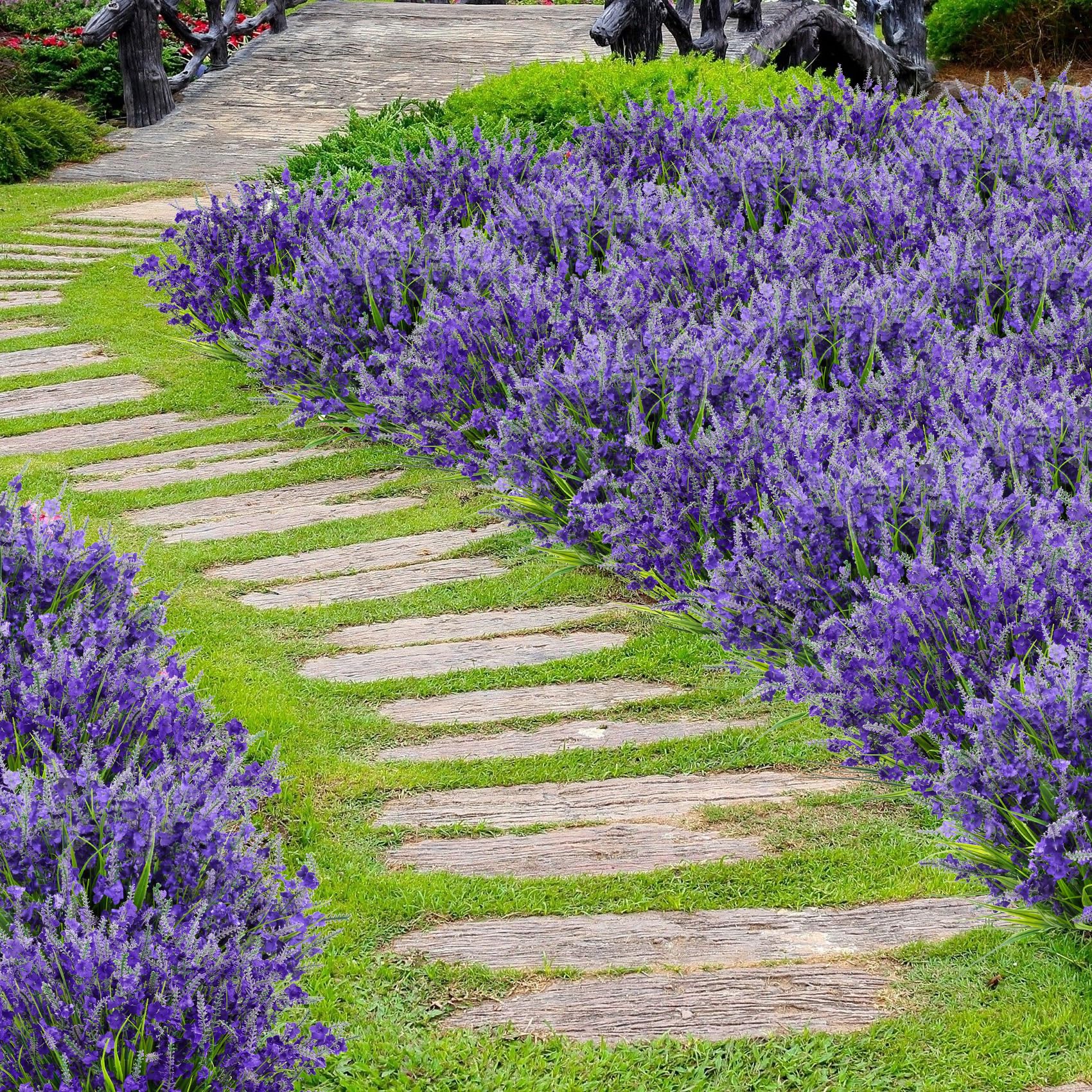 Besteek lavender flowers ideal for weddings and holidays with low maintenance.