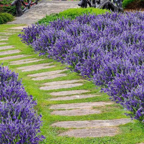 Besteek lavender flowers ideal for weddings and holidays with low maintenance.