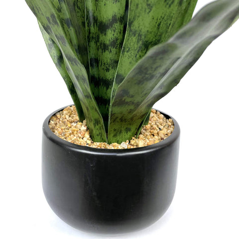 Bird Fiy plant is suitable for indoor and outdoor spaces with low maintenance.