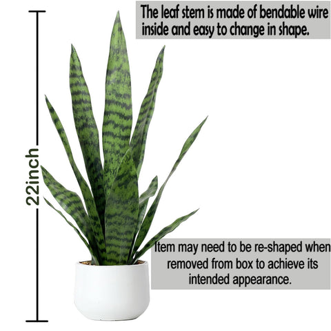 Bird Fiy snake plant leaves close-up shows realistic texture and color for stylish decor.