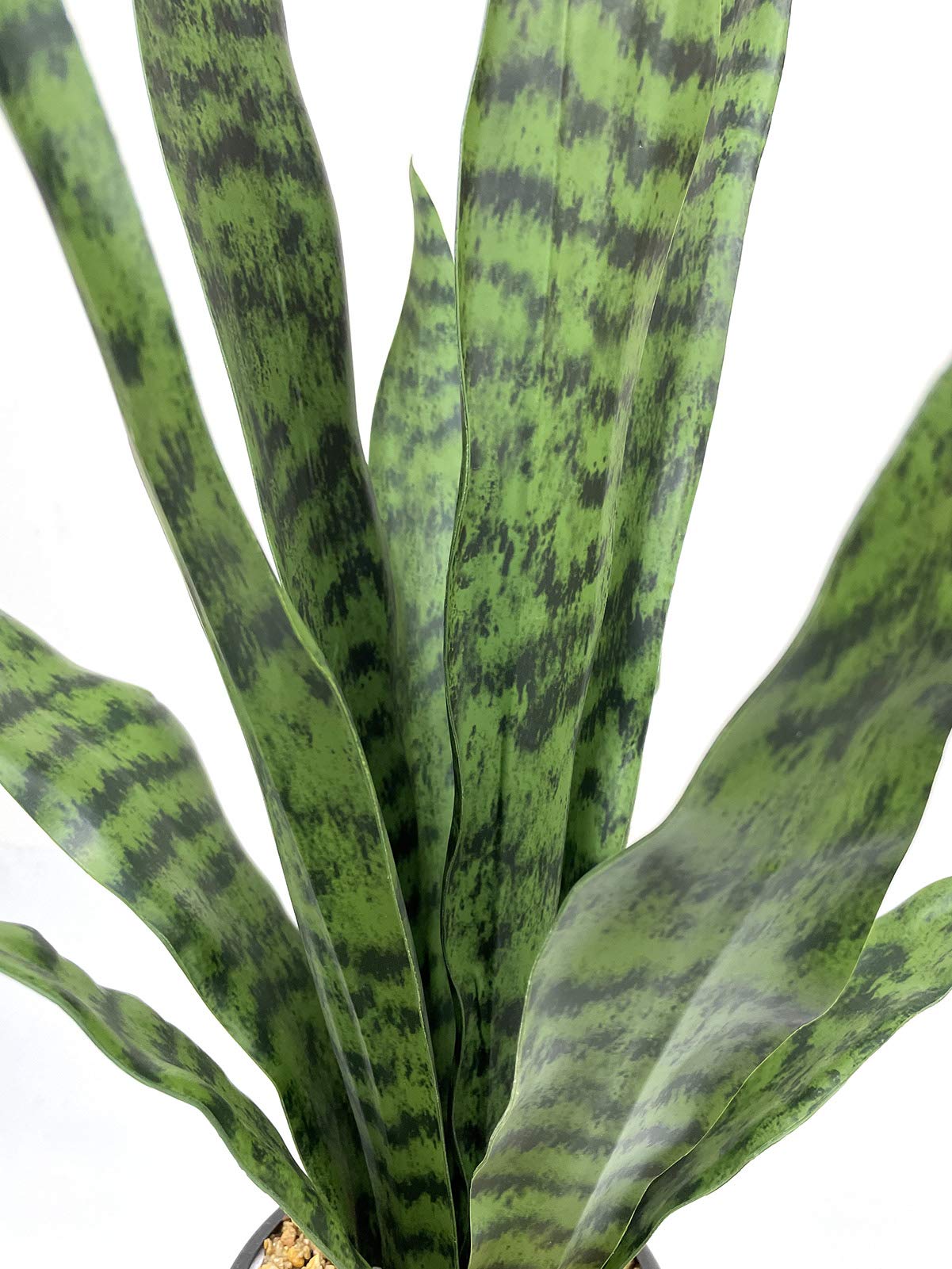 Bird Fiy snake plant in office decor creates calm, modern ambiance.