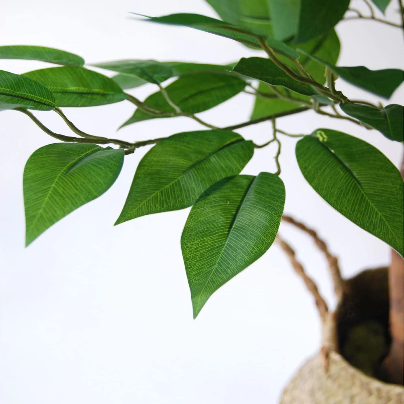 BLAINE Ficus 59in base and trunk detail for stable display