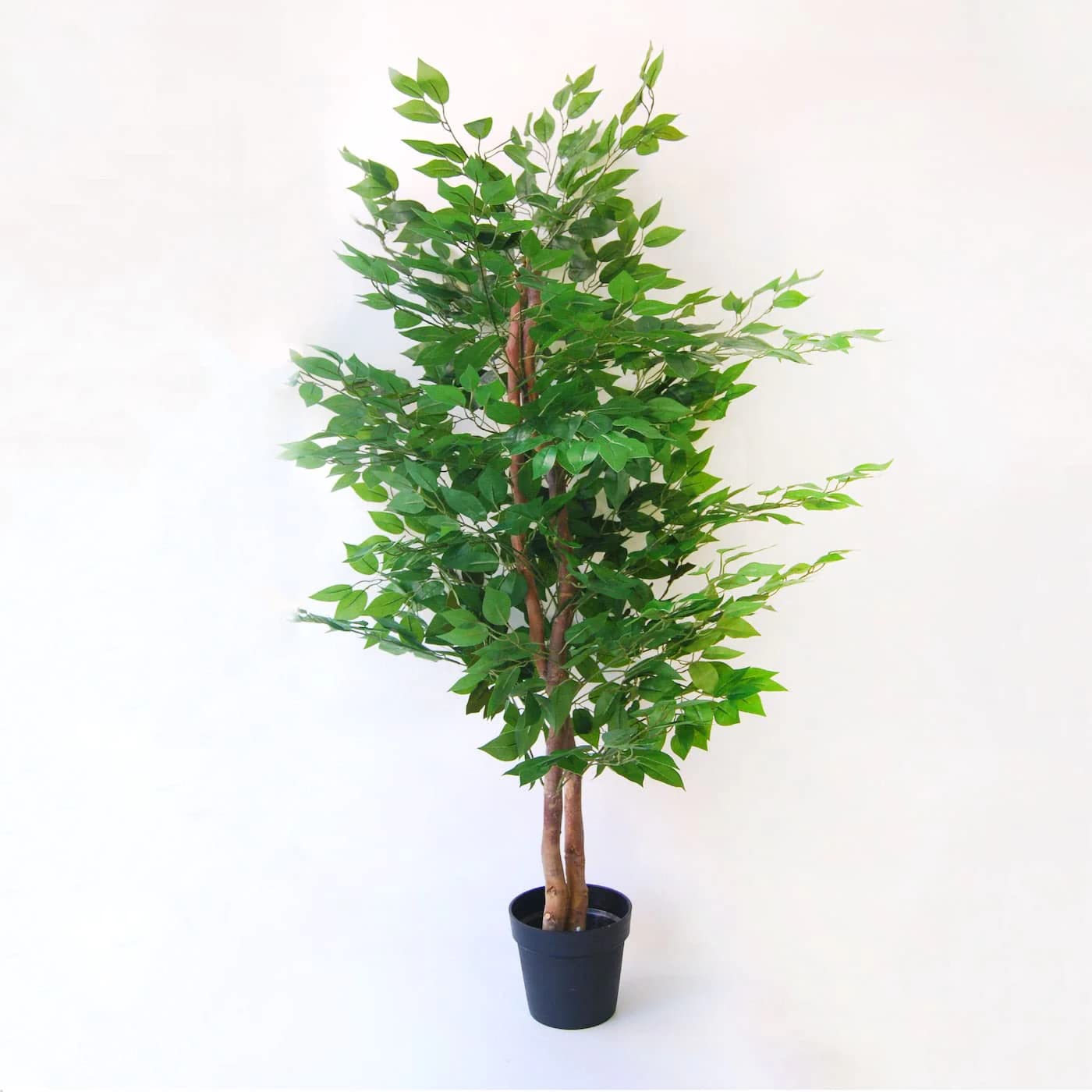 BLAINE Ficus 59in closeup of green leaves for natural look