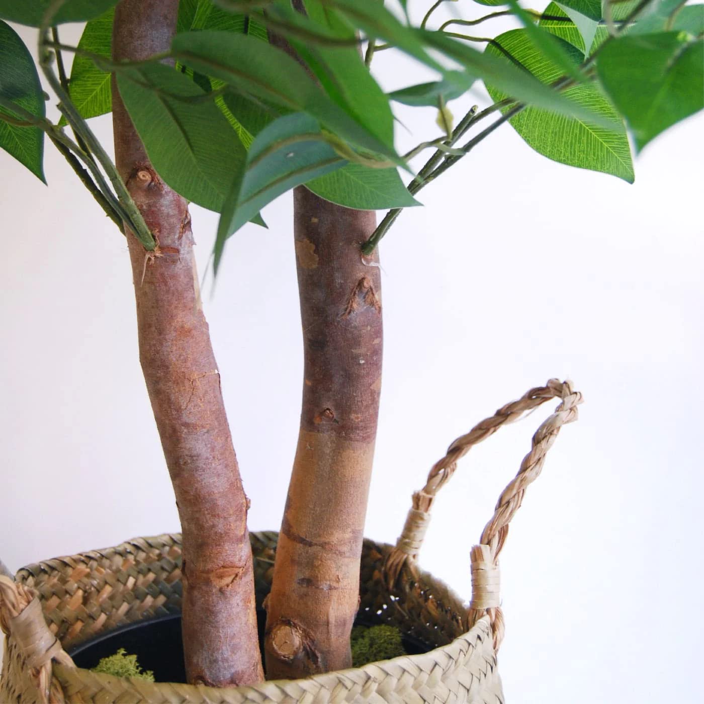 BLAINE Ficus 59in indoor outdoor ready leaves