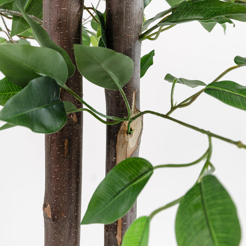 BLAINE Ficus 59in large plant in room display