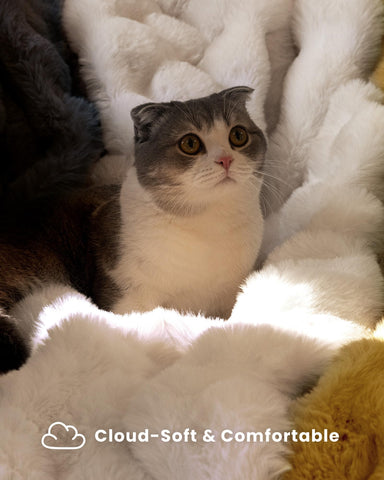 Blunique crystal-soft short plush reverse offers a silky smooth feel.