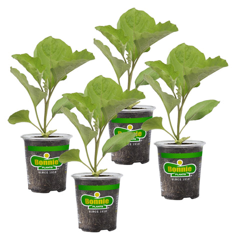 Bonnie Plants Black Beauty eggplant 4-pack with teardrop fruit, ideal for fresh harvest.