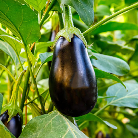 Bonnie Plants Black Beauty eggplant with dark-purple skin for stuffing.