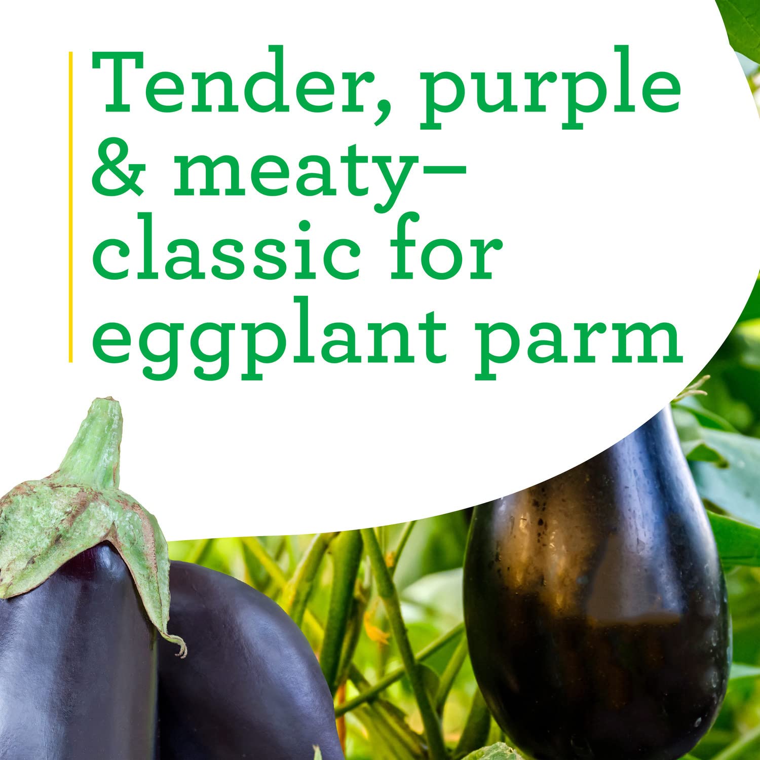 Bonnie Plants Black Beauty eggplant thriving in full sun for steady yields.
