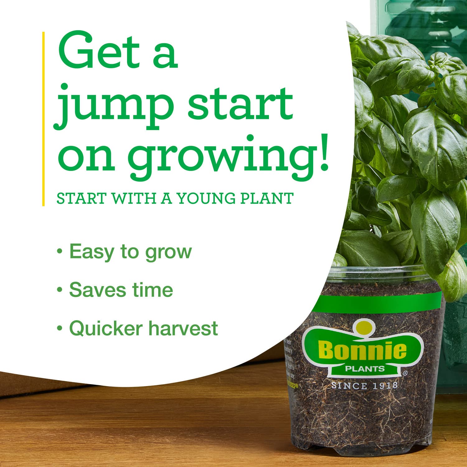 Spring to summer bloom on Bonnie Plants Black Beauty for longer harvests.