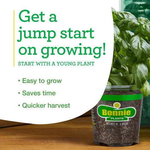 Spring to summer bloom on Bonnie Plants Black Beauty for longer harvests.