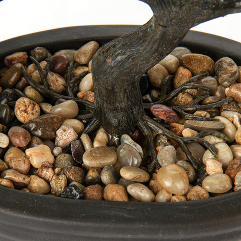 Briful bonsai close-up reveals vivid leaves and finish