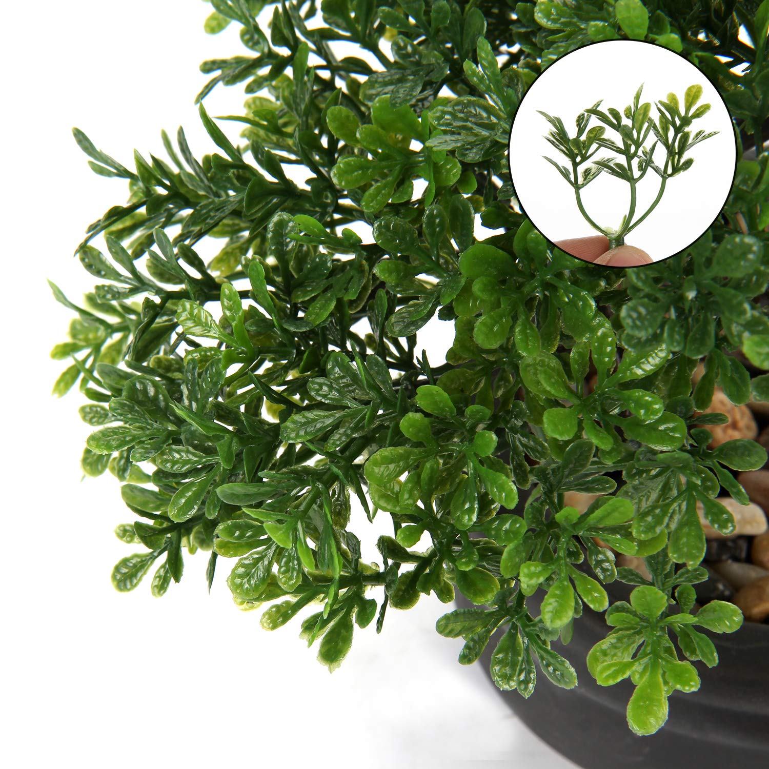 Briful bonsai on office table brings zen ambiance