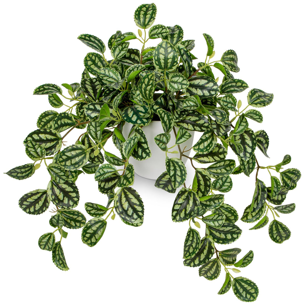 Briful fake Watermelon Peperomia in a pot adds subtle greenery to any room.