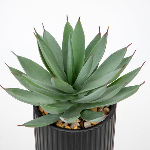 Briful faux agave makes a thoughtful gift without gardening effort.