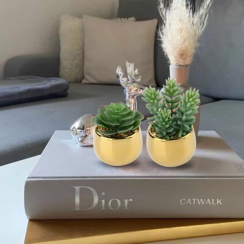 Briful mini succulents in gold pots brighten desks and shelves with low maintenance.